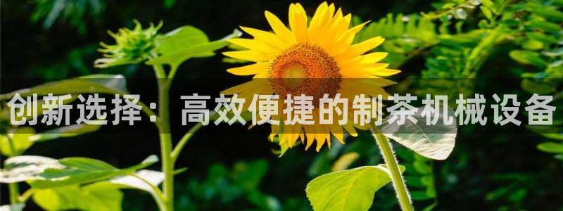 球盟会最新活动