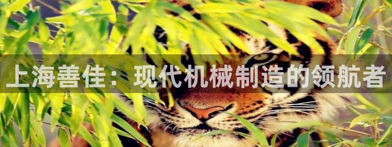 球盟会app网址多少